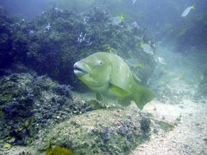 [A blue groper <i>Achoerodus viridus</i> at Kurnell, NSW,  AU. This one was unusual as it was green, rather than blue, with yellow 'spotted' scales. We've seen this individual fish on several dives. ]