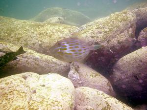 [A leatherjacket, probably a "velvet" or "cosmopolitan" leatherjacket (<i>Meuschenia scaber</i>), at Sydney Harbour, NSW, AU]