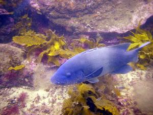 [Another blue groper. This is the state fish of NSW]