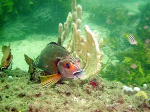 [A red morwong  (<i>Cheilodactylus fuscus</i>) next to soft coral, Kurnell, NSW, AU.]