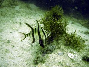 [Old wife (<i>Enoplosus armatus</i>). These fish usually are found in pairs.  This was at Kurnell, NSW, AU.]