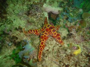 [A seastar - I think this was off Dee Why Wide (the apartments), NSW, AU.  Classifying sea-stars is tricky, but I think this is <i>Plectaster decanus</i>, since they have the red or purple mosaic effect you can see here.]