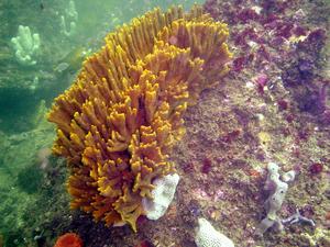 [Interesting orange sponge at Kurnell, NSW, AU. I guess it may be <i>Dendrilla rosea</i>.]