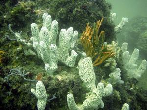 [Luckily the guidebook (<u>Australian Marine Life</u> by Graham J Edgar) fell open exactly to the page with this sponge, so I can tell you this is <i>Holopsamma laminaefavosa</i>. Actually quite common around Sydney, this picture was taken at Kurnell, NSW, AU.]