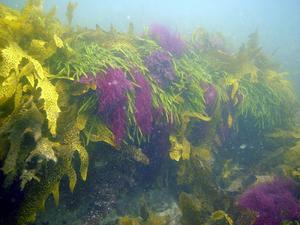 [Interestingly coloured weed at Kurnell, NSW, AU.]