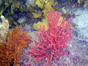 [Not sure what this sponge is - picture was taken at Kurnell, NSW, AU.]