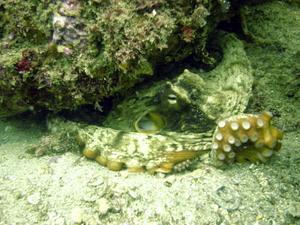 [Octopus - possibly <i>Octopus australis</i> found in it's 