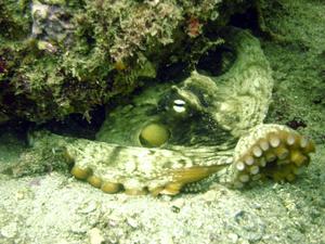 [ <i>Octopus australis</i> again - we waited for several minutes in the fairly calm water waiting for this animal to come out of it's hidey hole.]