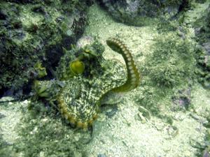 [Octpus (<i>australis</i>) coming out of it's hiding place, Kurnell, NSW, AU. I think I'd wiggled my fingers at it too much -  it's looking a bit more irritated here than before...]