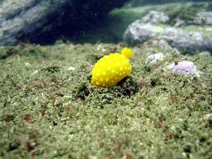 [We had no idea what this thing was, it was about the size of a pea. Later investigation showed it was a nudibranch]