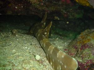 ["Ornate" Wobbegong Shark (<i>Orectolobus ornatus</i>) - Manly, NSW, AU.  This one was asleep under a rock.]