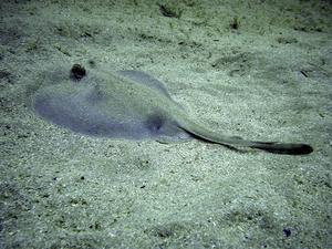 [Some kind of stingaree - probably <i>Trygonoptera testacea</i> 