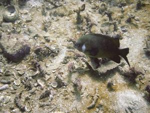[A white ear  (guess why it's called that) damsel fish (<i>Parma microlepis</i>). These ar very common all around Sydney.]