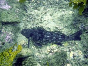 [Sergent baker (<i>Aulopus purpurissatus</i>). Pretty common around NSW.]