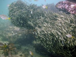 [Shoal of juvenlie striped catfish <i>Plotosus lineatus</i>, Manly, NSW, AU.  Note how the catfish 