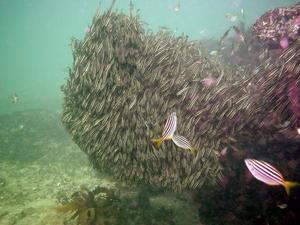 [Striped Catfish again, Manly, NSW.]