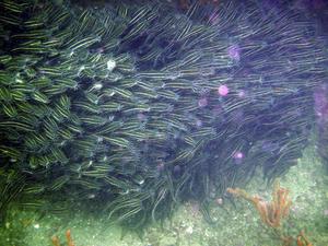 [And more of the striped catfish. The big mass is tempting to touch, but they have venomous spines!]