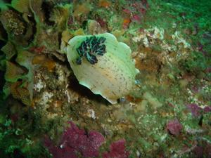 [A lovely white nudibranch]